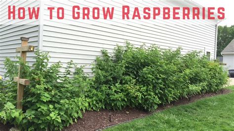 How To Start Growing Raspberries Compilation Youtube