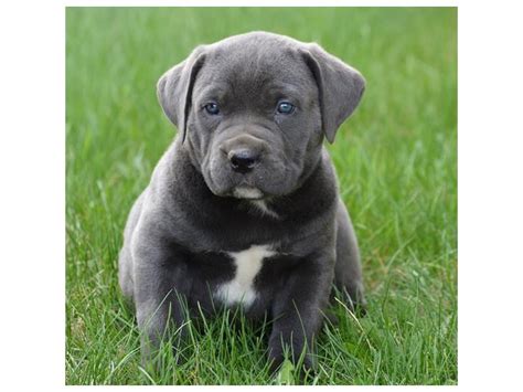 Cane corso puppies for sale. Cane Corso Puppies - Petland Carriage Place