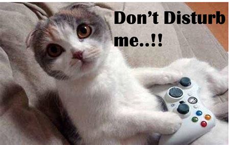 Every Wednesday Is Game Day For Cat So Please Do Not Disturb Gaming Cat Memes Weird