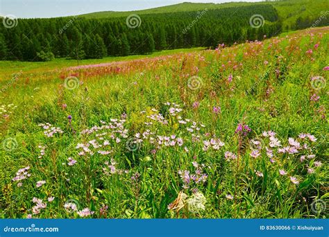The Wild Flowers On The Steppe Stock Photo Image Of Cornfield