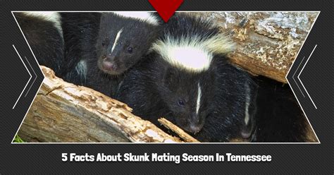Wildlife Control Knoxville 5 Facts About Skunk Mating Season In Tennessee