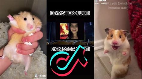 What Is The Hamster Cult On Tiktok Viral Trend Challenges Lana Cult