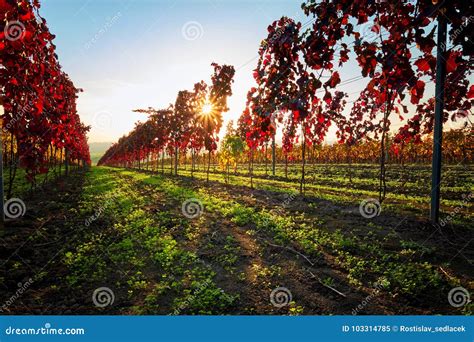 Autumn Colorful Vineyard At Sunset Stock Image Image Of Country