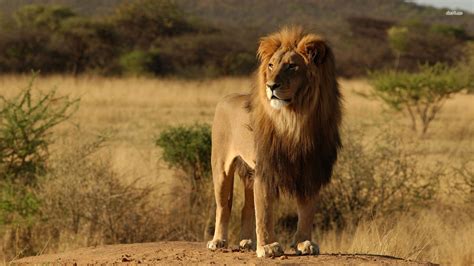 The Big 5 Animals Of Africa Safari Sue