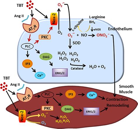Frontiers Tributyltin And Vascular Dysfunction The Role Of Oxidative