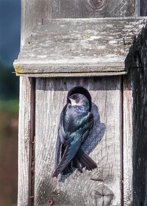 Barn Swallow Nesting Box Photograph By Patti Deters
