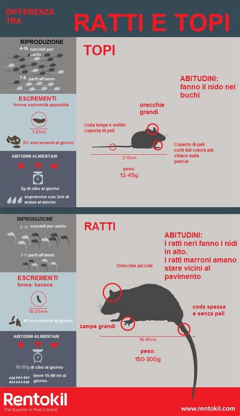 Quali Sono Le Diferenze Tra Ratti E Topi Rentokil Italia