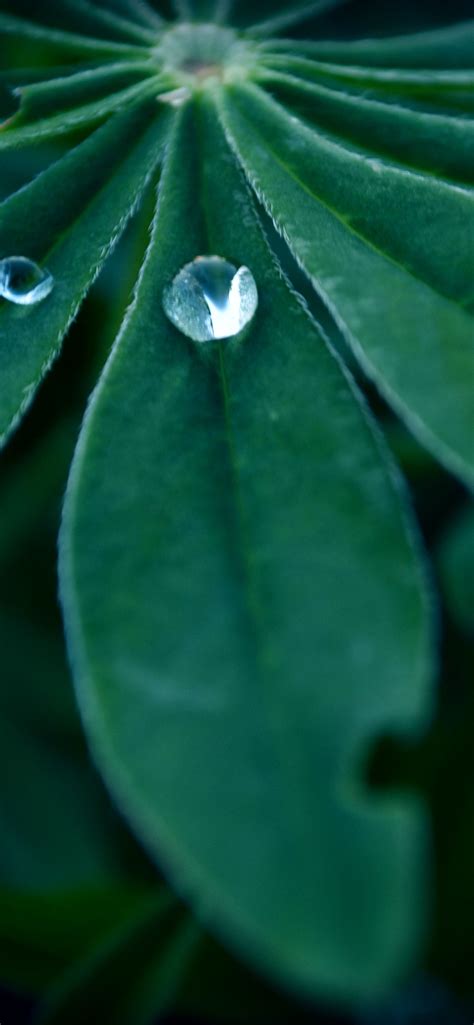 Green Leaf Water Droplets Dew Hazy 1242x2688 Iphone 11 Proxs Max