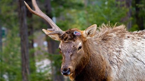 Elk Bull Sheds An Antler Youtube