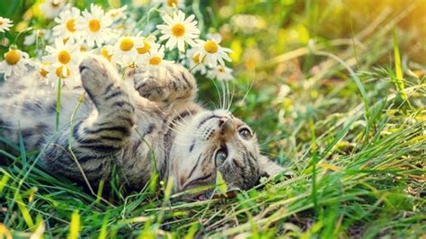 The Cutest Cat Ever — Cats In Flower Fields For All Your