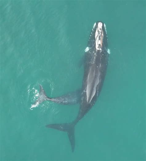Southern Right Whale Moms And Babies Reach The World