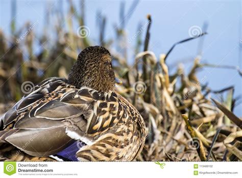 De Vrouwelijke Wilde Wilde Eendeend Zit In Struikgewas Van Droge Zegge