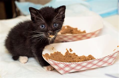 Likewise, should i wet my kittens dry food? Cat Nutrition Tips | ASPCA