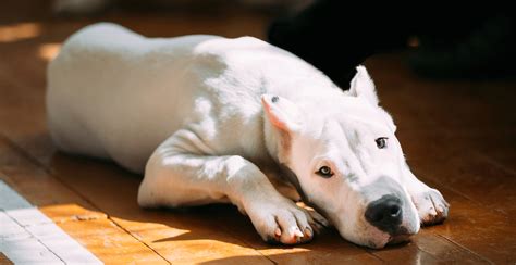 Dogo Argentino Dog Breed Information Breed Advisor
