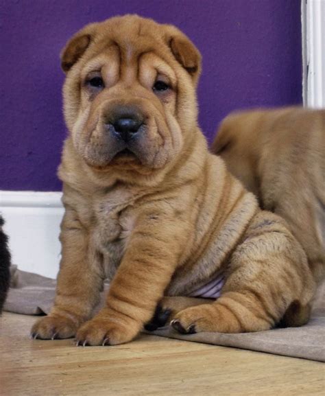 Dogs Shar Pei Puppy Chinese Shar Pei Dog Chinese Dog Cute Dogs And