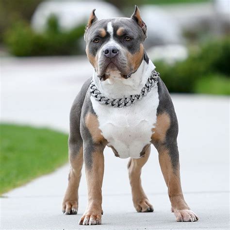 Because of our large variety and selection of puppies for sale at our miami, aventura and pembroke pines, florida locations, and making you feel. Huge Pitbull Puppies for sale. Blue Nose Pitbulls, Merle ...
