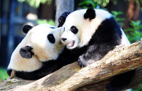 Eats Shoots And Rarely Breeds Giant Pandas Still At Risk