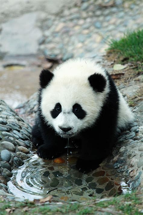 Big Panda Giant Panda Naturerules1 Wiki Fandom