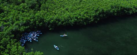 St Thomas Mangrove Lagoon And Cas Cay Kayak Hike And Snorkel Tour