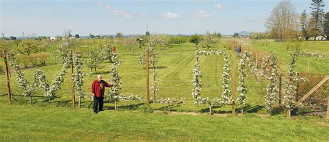 Simply the method of training fruit trees (and other plants) to grow against a flat wall this is similar to normal fruit trees except we are pruning to a flat plane and tying back new and you can espalier dwarf fruit trees as well. Pear Espalier Trees For Sale - The Home Interior Ideas