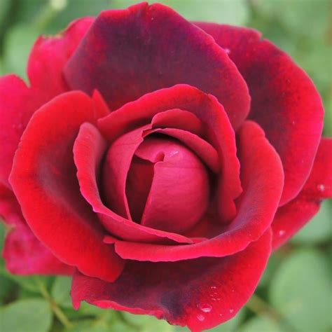 Crimson Glory Climber Ludwigs Roses