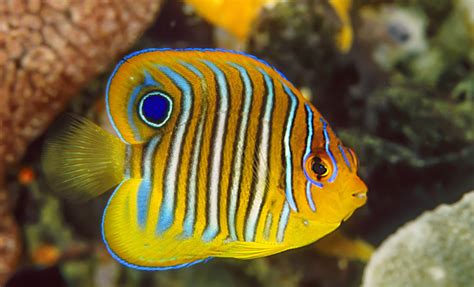 Pygoplites Diacanthus Juvenile Tank Bred Fish And Corals