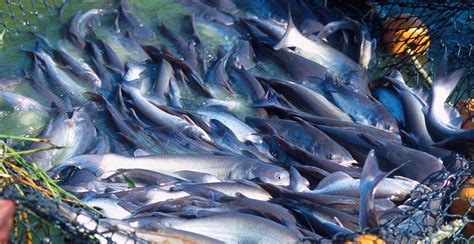 Potensi Bisnis: 7 Jenis Ikan Konsumsi Berikut ini, Mudah untuk