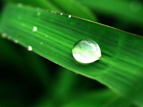 Free Images Leaf Nature Water Green Freshness Dew Plant