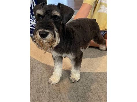 Buy, sell and adopt miniature schnauzer dogs and puppies near you. 4 females black & white Miniature schnauzers in Dallas ...