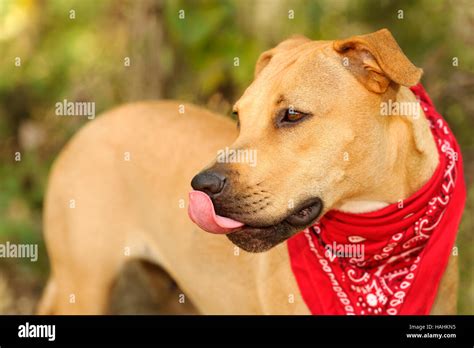 Dog Face Tongue Is A Beautiful Big Dog Outdoors With His Tongue Licking