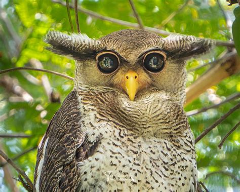 Rare Barred Eagle Owl Spotted In Bukit Timah Intrigues Netizens With