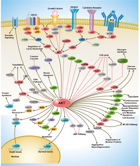 signaling pathway hot sex picture