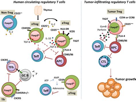 Human Foxp T Regulatory Cell Heterogeneity Mohr Clinical