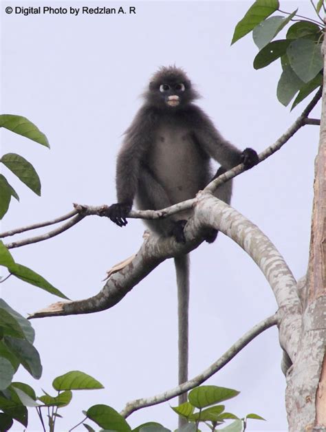 Birds And Nature Photography Raub Spectacled Leaf Monkey Lotong