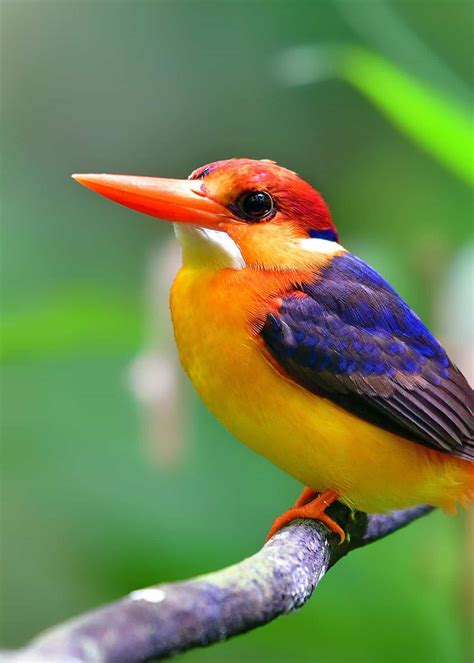The Oriental Dwarf Kingfisher Is Adorable Isnt He Pretty Kingfisher