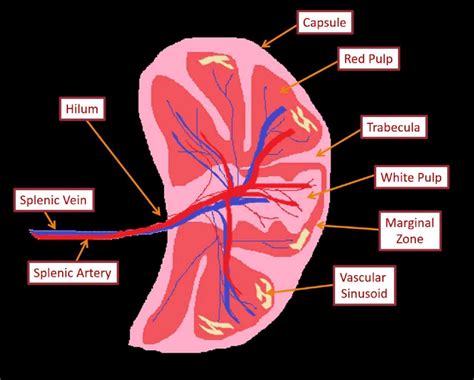 Diagram Of Human Spleen