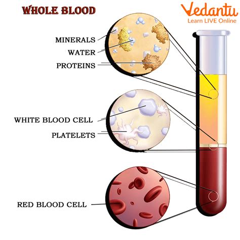 Overview Of Blood And Its Components
