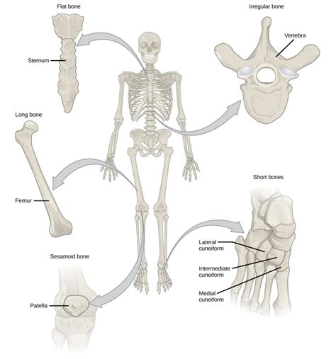 When a human finishes growing these parts fuse together. Types of Bone | Biology for Majors II
