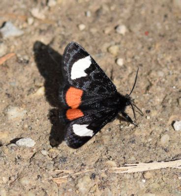 Check spelling or type a new query. What's This Tiny Black Moth with Two Bold White Bars and a ...