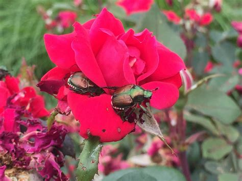 An All Natural Japanese Beetle Spray Recipe Included