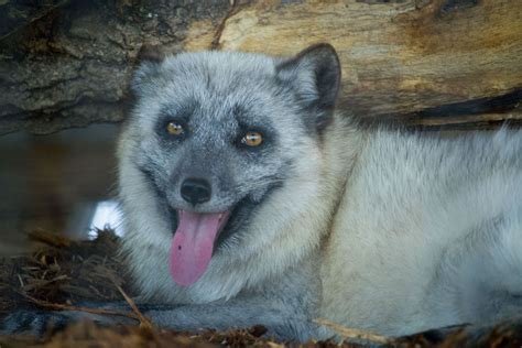 Arctic Fox Timbavati Wildlife Park Timbavati Wildlife Park