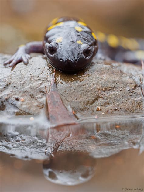 Spotted Salamander Ambystoma Maculatum Spotted Salamande Flickr