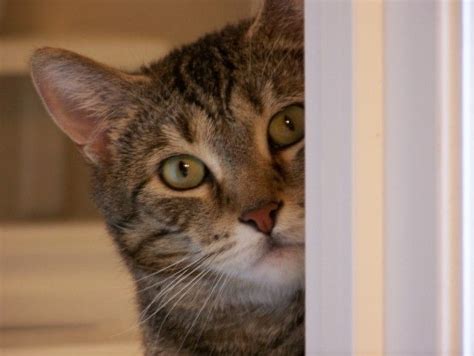 Closeup Of Cat Peeking Around Corner Cat Quotes Funny Funny Cats