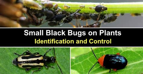 Small Black Bugs On Plants With Pictures Identification And Control