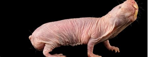 We Know How Naked Mole Rats Live Without Oxygen Chattr