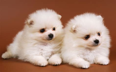 Free Download Cute Baby Dog Wallpaper Litle Pups 1920x1200 For Your