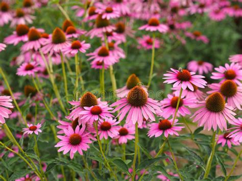It is native to parts of eastern north america and present to some extent in the wild in much of the eastern. Echinacea purpurea 'Evening Glow' | Kiefer Nursery: Trees ...