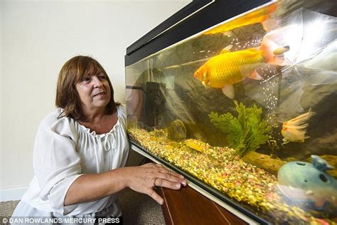 So, how big can a goldfish get? Goldfish as big as a Subway sandwich gets 'angry' if he ...