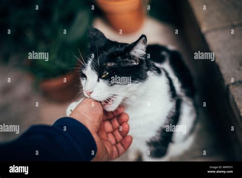 Biting Cat Hi Res Stock Photography And Images Alamy