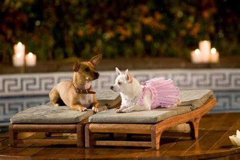 Chihuahua Z Beverly Hills Cda - Chihuahua Z Beverly Hills Cda - Pets Lovers